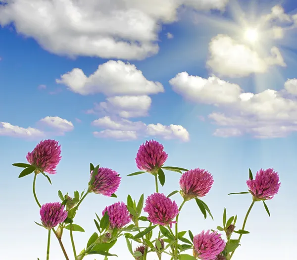 Clovers, clouds and sun — Stock Photo, Image
