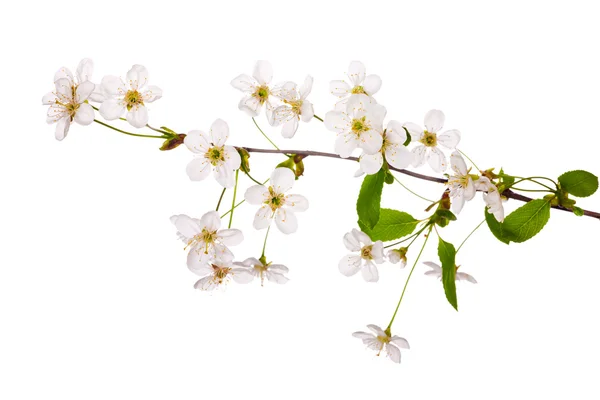 Проста легка вишнева квіткова гілка — стокове фото