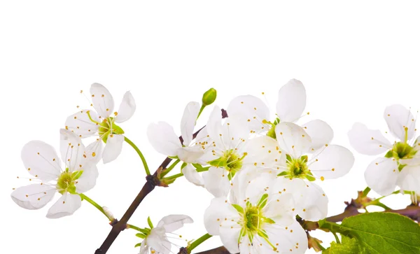 Makro weiße Kirschblüte — Stockfoto