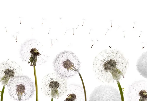 White dandelions field — Stock Photo, Image