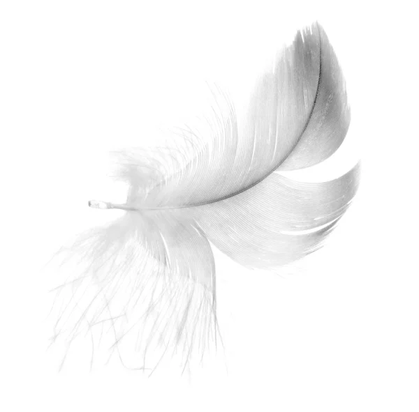 Grey fluffy feather isolated on white — Stock Photo, Image
