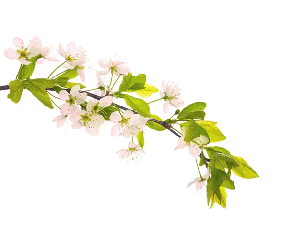 Light pink cherry-tree flowers — Stock Photo, Image