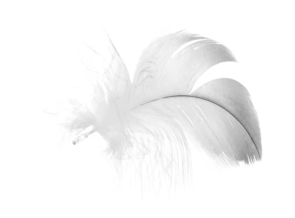 Сіре пухнасте перо на білому — стокове фото