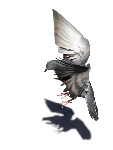 Fliegende Taube isoliert auf weiß — Stockfoto
