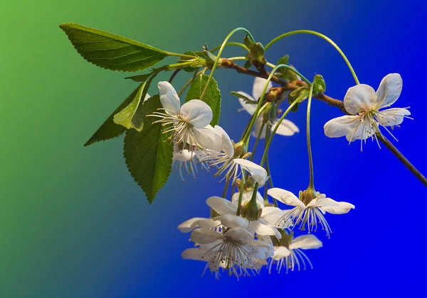 Flores de cerejeira em azul e verde — Fotografia de Stock