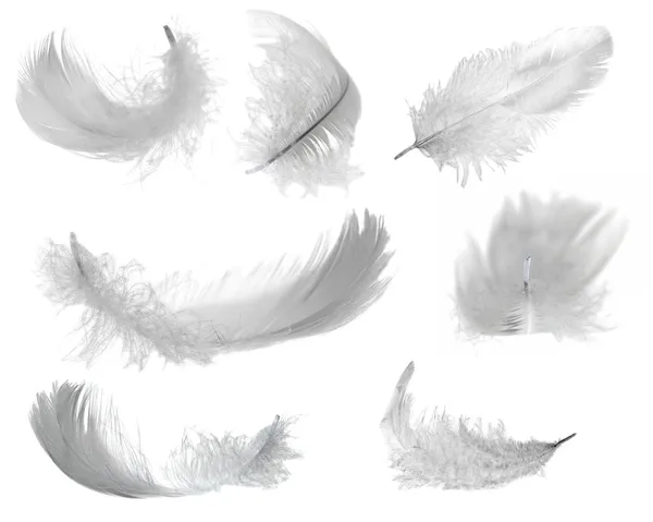 Seven white feathers — Stock Photo, Image