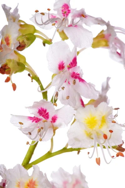 Kastanienblüten auf weiß — Stockfoto