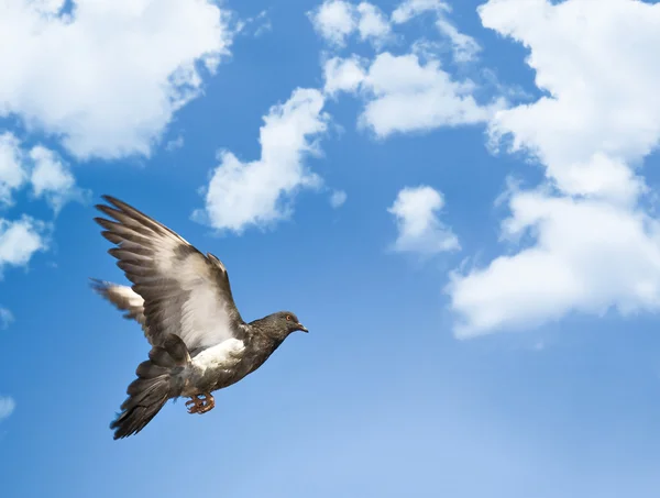 Taube im blauen Himmel mit Wolken — Stockfoto