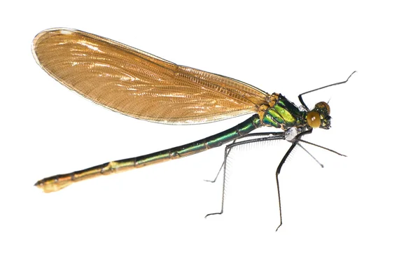 Groene dragonfly met druppels — Stockfoto
