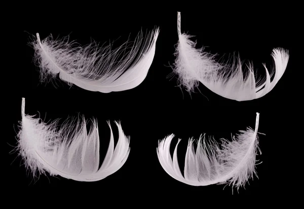 Four white feathers isolated on black — Stock Photo, Image