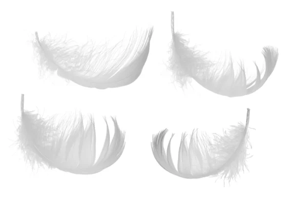组的四个白色羽毛 — 图库照片