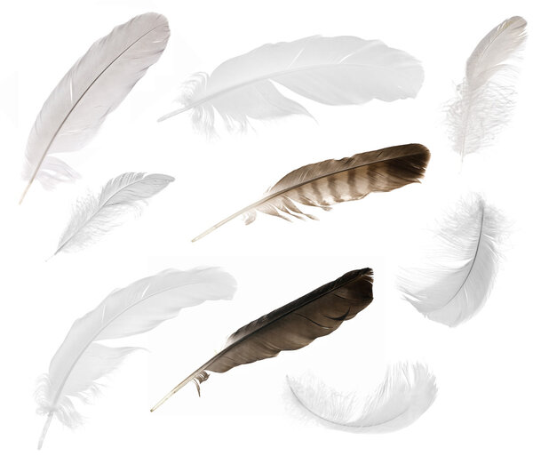 Nine isolated feathers