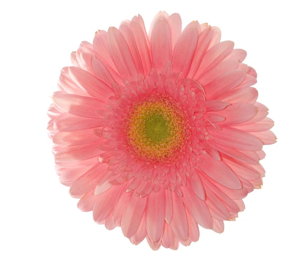 Margarida rosa clara isolada — Fotografia de Stock
