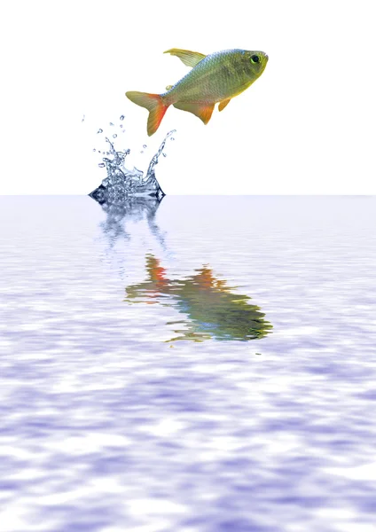Peixes voando acima da água azul — Fotografia de Stock