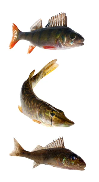 Tre pesci isolati — Foto Stock