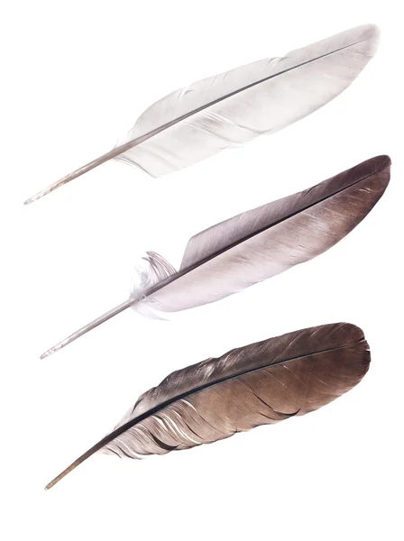 Три голубиных перья на белом — стоковое фото