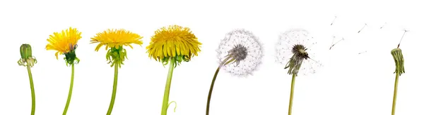 Dandelions from the begining to senility — Stock Photo, Image