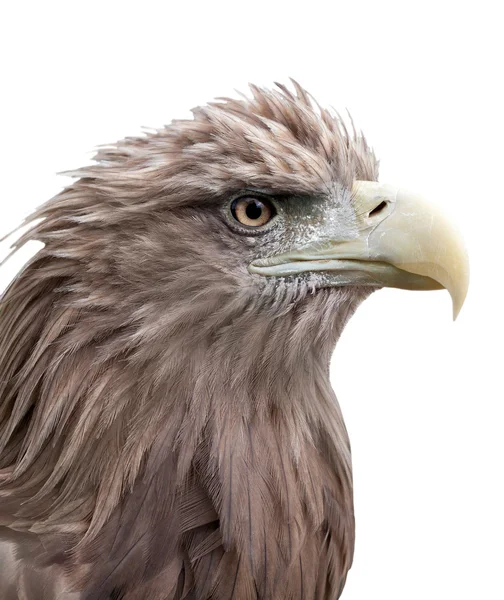 Retrato de águila aislado en blanco —  Fotos de Stock