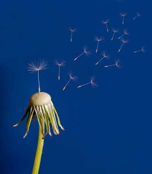 Mavi karahindiba geçen tohumu — Stok fotoğraf