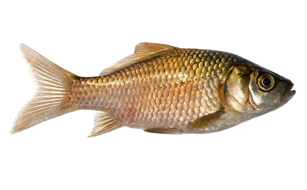 Izole altın havuz balığı — Stok fotoğraf
