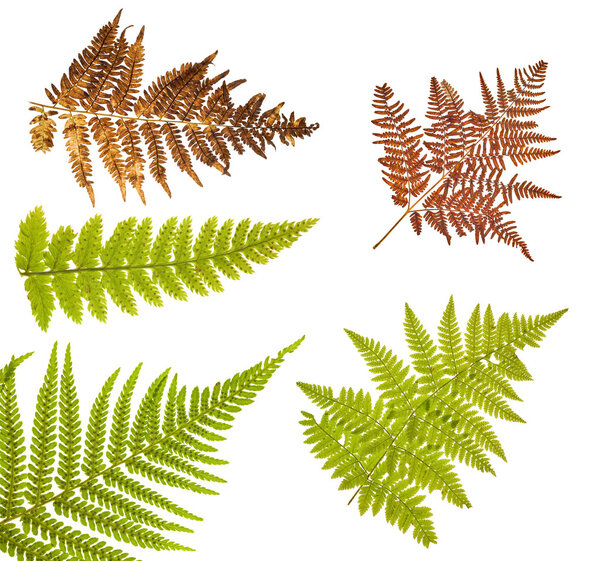 Collection of fern branch on white