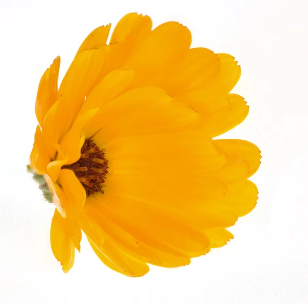 밝은 고립 된 오렌지 꽃 — 스톡 사진