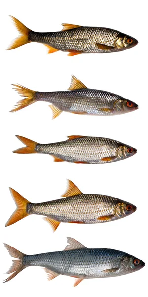 Fünf Rotaugen Fische isoliert auf weiß — Stockfoto