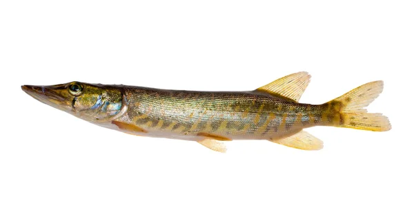 stock image Small isolated pike