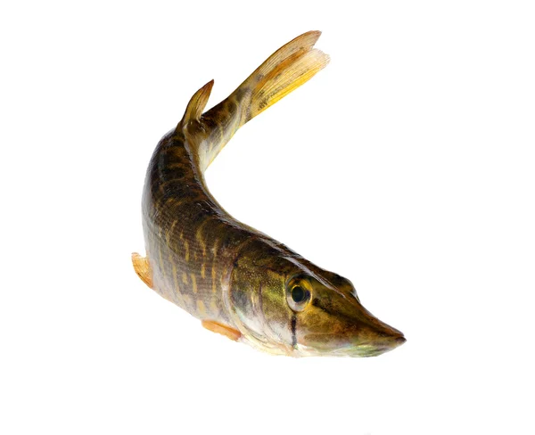 Small pike on white — Stock Photo, Image