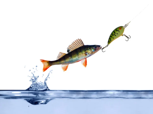Small perch on hook — Stock Photo, Image