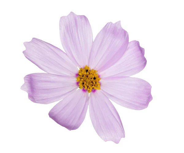 Licht lila enkelvoudige bloem op wit — Stockfoto