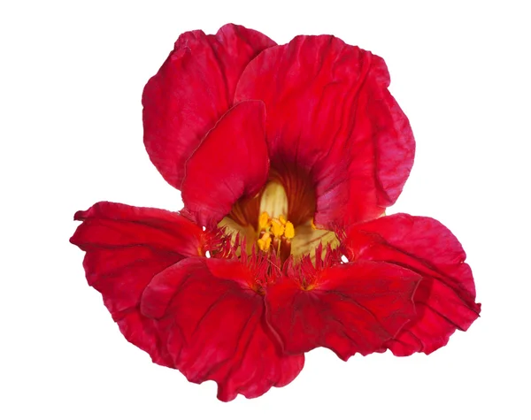 Beyaz üzerine kırmızı nasturtium çiçek — Stok fotoğraf