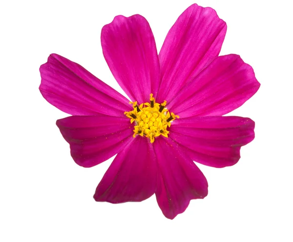 Flor rosa brilhante com centro amarelo — Fotografia de Stock