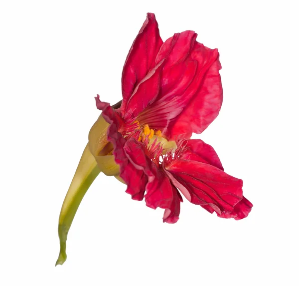 Flor de nastúrcio vermelha isolada — Fotografia de Stock