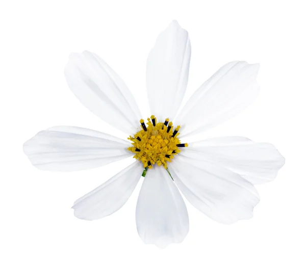 Ізольована біла квітка з жовтим центром — стокове фото