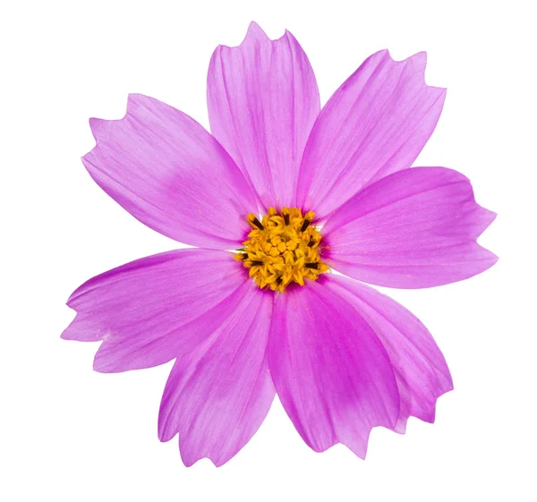 Flor de color rosa con centro amarillo — Foto de Stock