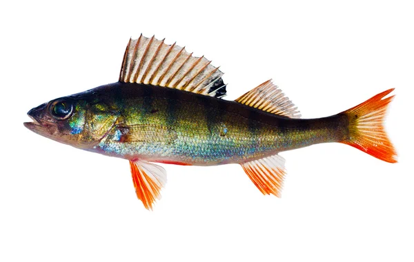 Small perch with red fins — Stock Photo, Image