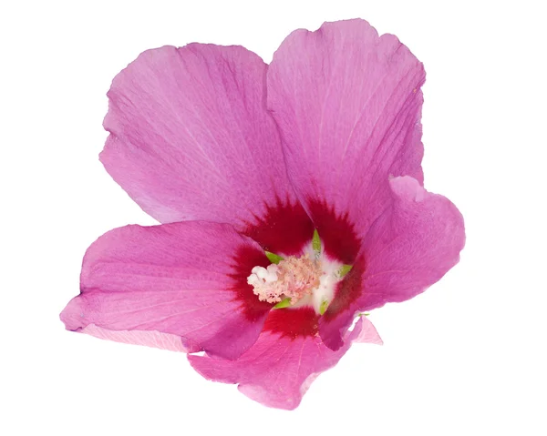 Όμορφο απομονωμένο ροζ λουλούδι — Φωτογραφία Αρχείου