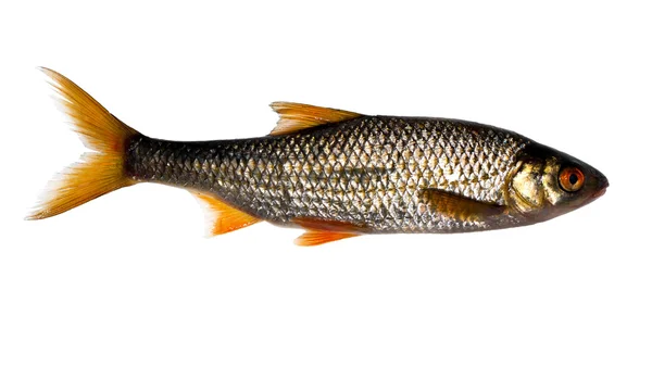 Смажена риба на білому — стокове фото