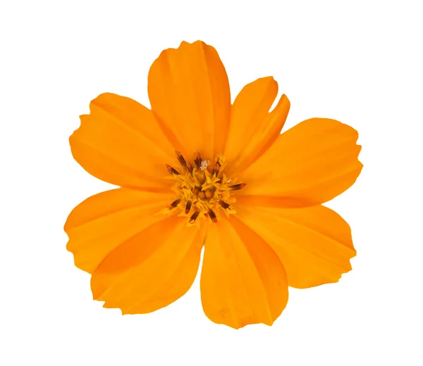 Bright orange isolated flower — Stock Photo, Image