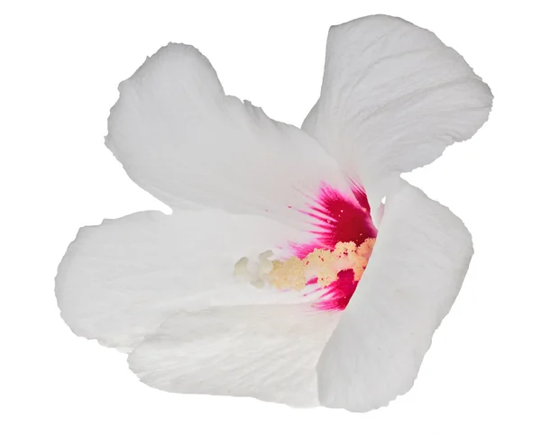 Isolated white flower with pink centre — Stock Photo, Image