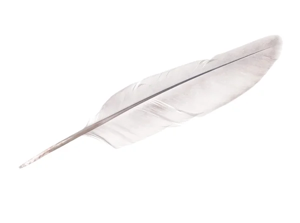 Pena de pomba isolada em branco — Fotografia de Stock