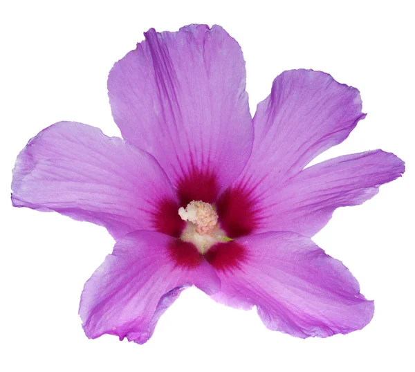 Beautiful pink flower on white — Stock Photo, Image