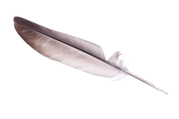 Isolated light brown feather — Stock Photo, Image