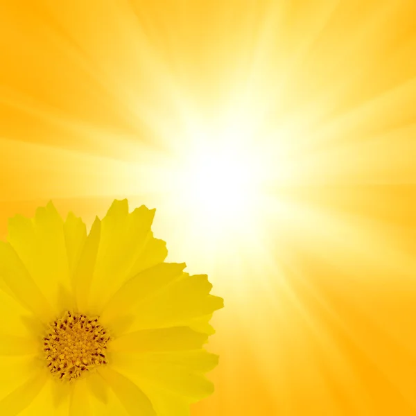 Parlak zemin üzerine sarı çiçek — Stok fotoğraf