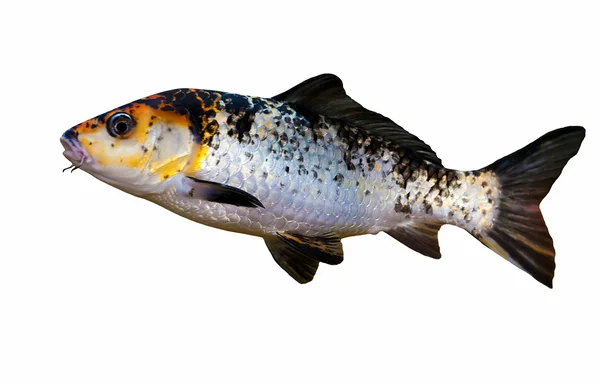 Peixe preto, branco e amarelo — Fotografia de Stock