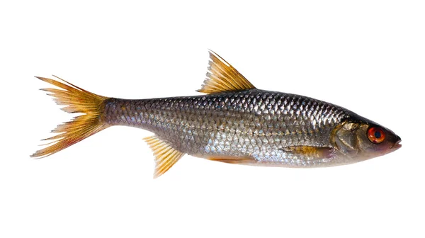 Duża Płoć na białym tle ryb — Zdjęcie stockowe