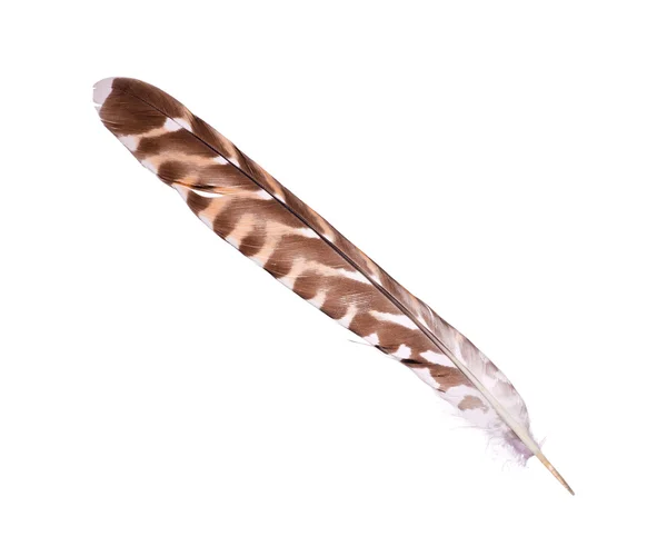 Cuckoo feather isolated on white — Stock Photo, Image