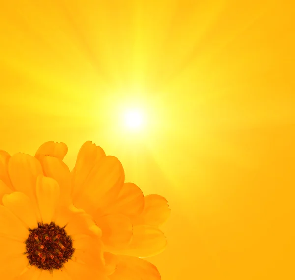 日当たりの良い背景に黄色の花 — ストック写真