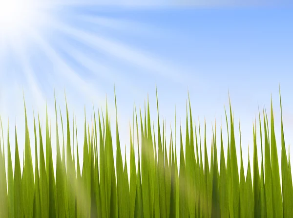 Gräs under ljusa solen — Stockfoto